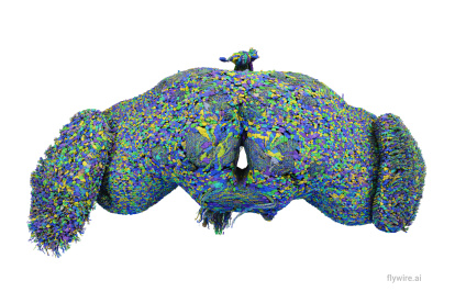 - Imagen del conectoma completo de la mosca de la fruta. El cerebro es una red de neuronas interconectadas. Un equipo de científicos ha trazado el mapa de las 139.255 neuronas y 54,5 millones de conexiones de la mosca de la fruta adulta, una especie de Google Maps para cerebros con grandes implicaciones en la investigación neurocientífica. "Muchos de ustedes se preguntarán por qué debería interesarnos el cerebro de la mosca de la fruta. Mi respuesta es sencilla: si podemos entender realmente cómo funciona cualquier cerebro, eso nos dirá algo sobre todos los cerebros", dijo en una rueda de prensa virtual Sebastian Seung, de la Universidad de Princeton (EE.UU.). EFE/ Tyler Sloan / Flywire / Princeton University SÓLO USO EDITORIAL/SÓLO DISPONIBLE PARA ILUSTRAR LA NOTICIA QUE ACOMPAÑA (CRÉDITO OBLIGATORIO)