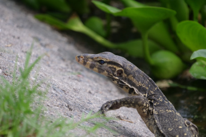 Un equipo de investigadores españoles ha comprobado el proceso de colonización urbana del varano acuático o "lagarto monitor" -uno de los más grandes del mundo-  en grandes ciudades del sudeste asiático como Kuala Lumpur o Bangkok. Imagen: Álvaro Luna/Universidad Europea de Madrid