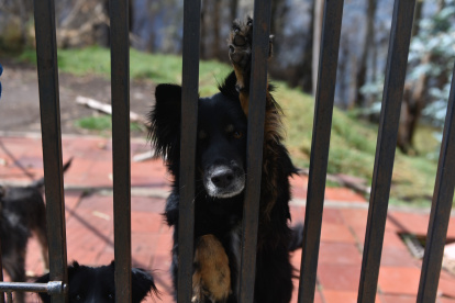 El día del incendio, los perros de la Fundación Ángeles en cuatro patas fueron trasladados a una Casa Somos. Ahí estuvieron a salvo.