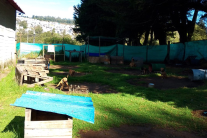 Los perros estaban encadenados y enjaulados.