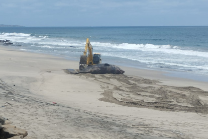 El cetaceo fue enterrado en la playa.