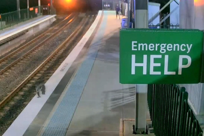 Captura de pantalla del vídeo de un intrépido koala que se coló en una estación de tren de Sídney.