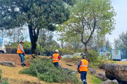 Trabajadores de la Epmmop realizarán la remoción de los árboles en San Carlos, norte de Quito.