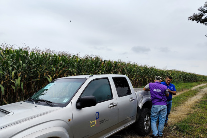 Campo. Técnicos del ministerio de Agricultura recorren el país para cuantificar cuántas hectáreas hay del cultivo de maíz en 2024.