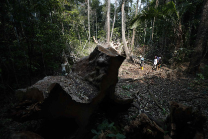 Bosque. Árboles en la Amazonía de Perú.