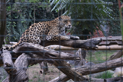 En el zoológico están animales que han sido víctimas del comercio ilegal de vida silvestre o de intentos de caza.