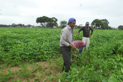 Agricultura. Un cultivo de soya.