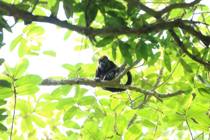 Ciudad.  Las especies habitan también en el Cerro Blanco, en Guayaquil.