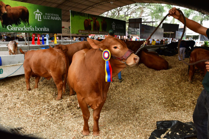 Mister Francesco tiene dos años de edad y ya llevó una medalla a la hacienda Luz María, como toro Gran Campeón Reservado.