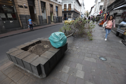 El lunes se retiró árboles más pequeños como arrayanes y eugenias.