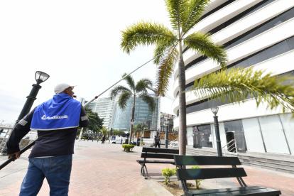 Las autoridades le están dando mantenimiento a las áreas verdes