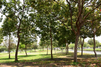 La medida es tomada para precautelar la seguridad de la ciudadanía.
