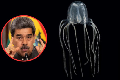 Venezuela vendió más de 156 toneladas de medusa a Corea del Sur