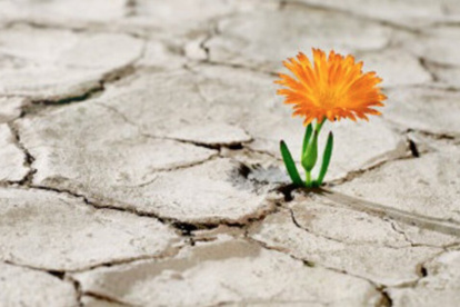 Foto referencial. En crisis también se puede florecer.