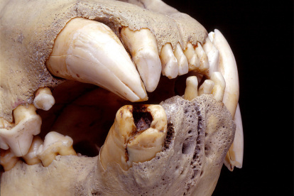El análisis del ADN de los pelos acumulados en las cavidades de los dientes de dos ejemplares de leones de Kenia, almacenados en el Museo Field de Historia Natural de Chicago desde hace un siglo, ha permitido reconstruir la ecología y la dieta "rica" en humanos de estos grandes felinos. en la imagen, una de las dentaduras estudiadas. CRÉDITO