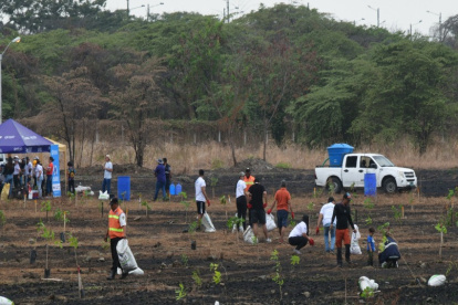 Una siembra se realizó en los últimos días en el área.