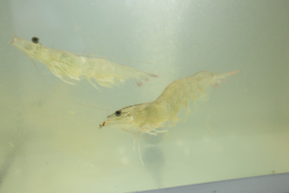 Evento. Uno de los camarones que se exponen en Aqua Expo 2024