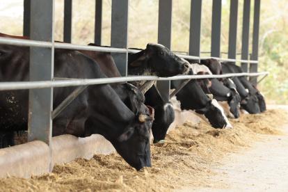 Ganado. Ecuador ha mejorado la genética de los animales, en la foto el ganado de la hacienda Mélida.