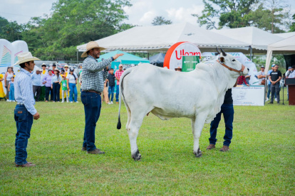 Concurso. Jueces analizan un ejemplar de las razas cebú, en Chone, provincia de Manabí.