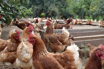 El trabajo informal es más común en el campo que en la zona urbana.