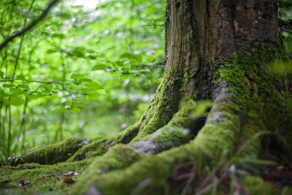 Brasil tiene el árbol más grande en Sudamérica. Referencial.