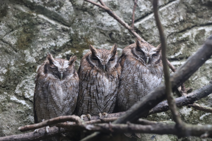 En Amaru Bioparque encuentras estas y muchas más especies de animales