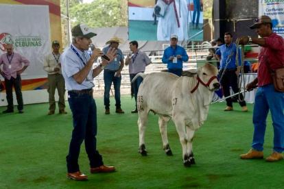 Feria. El juzgamiento de ejemplares en la ExpoCebú 2024 que se realiza en Chone hasta este domingo 27 de octubre de 2024.