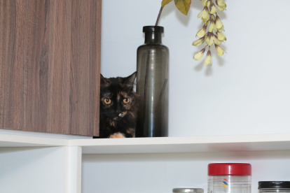 Los gatos domésticos son buenos acompañantes, pero si no se los cuida bien amenazan la biodiversidad local.