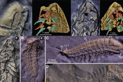 Un artrópodo del Ordovícico.