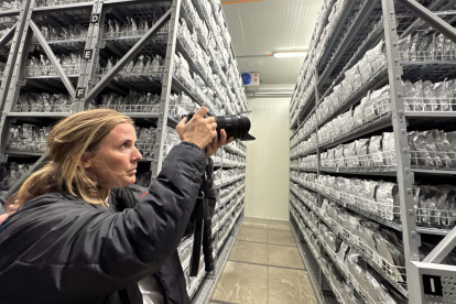 Científicos colombianos estudian semillas de pastoreo para reducir emisiones de ganadería