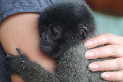 Esta es la una imagen referencial del mono lanudo que fue rescatado por las autoridades, según detalló la Fiscalía.