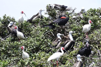 El Morro es el escenario de un avistamiento de aves migratorias. Cada año se suman más. 

AG- EXTERNO