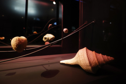 Fotografía donde se observan caracolas de la exposición "Mollusca. Poesía de Caracolas. Sumergirse en la Colección Neruda", en Santiago de Chile.