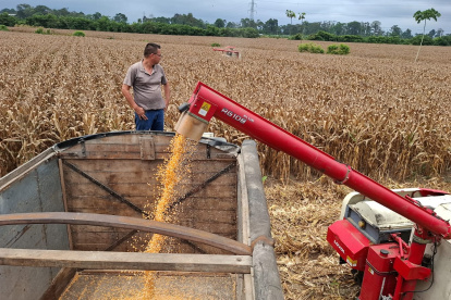 Campo. La cosecha del maíz en una hacienda de Ecuador.