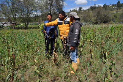 En la parroquia Poaló los habitantes muestran como la sequia afectado a sus cultivos.