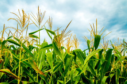 Referencial de una cosecha de maíz.