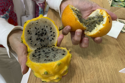 Fruta.- Pitaya amarilla (más conocida como frutadel dragón) y granadilla de Ecuador en la feria Fruit Attraction 2024, este martes en IFEMA, Madrid. Ecuador y Perú son los dos países latinoamericanos que más han incrementado su presencia en la feria hortofrutícola Fruit Attraction que se ha inaugurado este martes en Madrid con expositores repletos de bananas y aguacates. EFE/ Patricia Cotelo Bertaiola