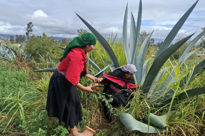 La bebida ancestral de los salasakas se convirtió en un festival