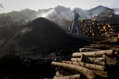 Labor. El corte y la quema de este árbol de manglar para el carbón, ha intentado en los últimos años adquirir conciencia ambiental en Panamá.