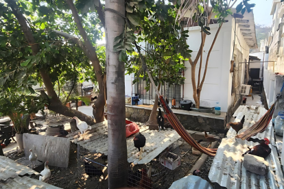 Operativo de Bienestar Animal en Los Ceibos.