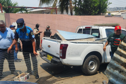 Instante en el que las aves fueron rescatadas por el Cabildo para ser revisadas y devueltas a su hábitad, tras su recuperación.