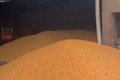 Bodega. El maíz que se está cosechando en estos días.