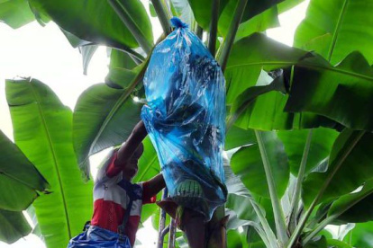 La evaluación del avance del moko bacteriano se realizan semanalmente.