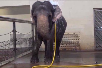 Un estudio que publica Current Biology, encabezado por la Universidad Humboldt (Alemania), destaca la notable habilidad de estos paquidermos para usar una manquera como cabezal de ducha flexible. Imagen de una captura de vídeo. CREDIT Urban et al./Current Biology