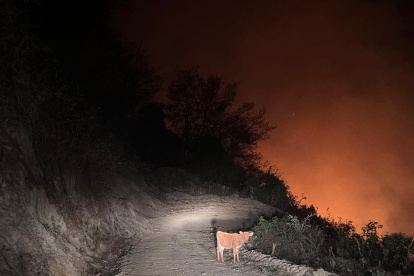 La Secretaría de Gestión de Riesgos reporta este 17 de noviembre 20 incendios forestales activos.