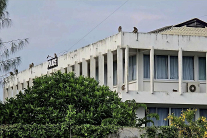 Tras la fuga la noche del sábado, los oficiales tuvieron que apresurarse a cerrar puertas y ventanas para evitar que los monos entraran en el edificio.