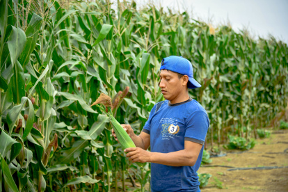 Hacienda. La cosecha del maíz en la provincia de Santa Elena.