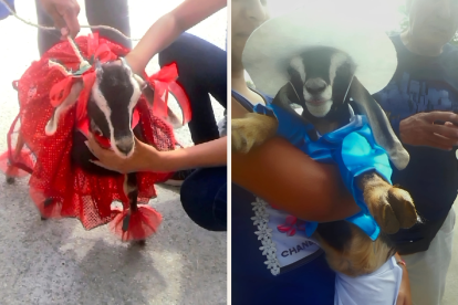 Las familias le miden las vestimentas a las cabras para el desfile.