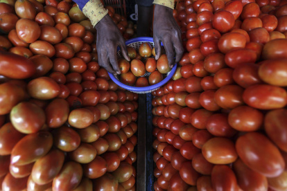 En la imagen de archivo, un vendedor coloca tomates en una frutería de Mira road, a las afueras de Bombay, la India.