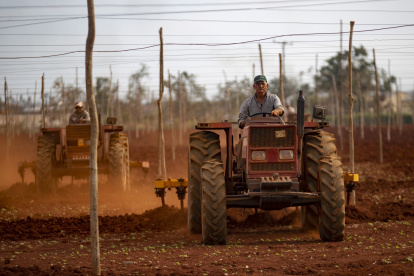 ACOMPAÑA CRONICA : HURACANES ATLÁNTICO AME461. ARTEMISA (CUBA), 24/11/2024.- Dos hombres sobre tractores trabajan arando la tierra afectada por el paso del huracán Rafael, este miércoles, en Artemisa (CUBA). Cuando Lázaro Elien, cubano de 57 años, habla sobre los cultivos que no pudo salvar del huracán Rafael, no lo hace a la ligera. Detrás de él hay un camión repleto de plátanos macho que serán desechados: “El año se fue... lo perdimos todo, prácticamente”, dice a EFE con resignación. EFE/ Yander Zamora